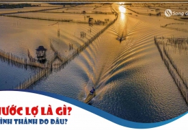 Nước lợ là gì? Phương pháp xử lý nước lợ tốt nhất