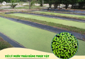 3 nhóm thực vật có tác dụng xử lý nước thải hiệu quả